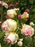First Lady rose photo