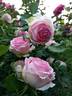 First Lady rose photo