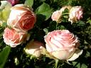 First Lady rose photo