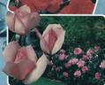 Nirvana ® rose photo