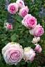 First Lady rose photo