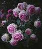 First Lady rose photo