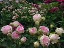 First Lady rose photo