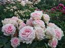 First Lady rose photo