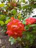 Rainbow's End ™ rose photo