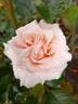 Clodagh McGredy rose photo