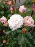 Dame Cath rose photo
