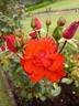 PJ's Rose rose photo