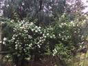 Seagull rose photo