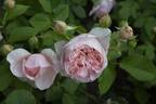 Ambridge Rose ® rose photo