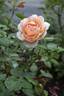 Ambridge Rose ® rose photo