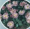 Candy Rose ® rose photo