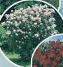 Clair Matin rose photo