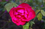 Bengale Rouge rose photo