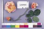 Looping ® rose photo