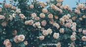 Looping ® rose photo