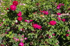Assemblage de Beauté rose photo