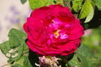 Assemblage de Beauté rose photo