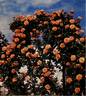 Looping ® rose photo