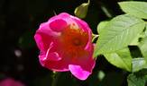 Complicata rose photo