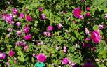 Henri Foucquier rose photo