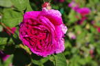 Henri Foucquier rose photo