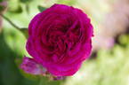 Henri Foucquier rose photo