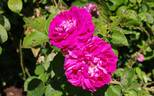 Aurore du Matin rose photo