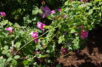 Impératrice Joséphine rose photo