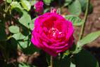 Cerisette la Jolie rose photo