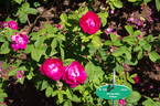 Invincible rose photo
