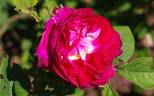 Invincible rose photo