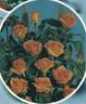 Bettina, Cl. ® rose photo
