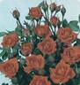 Minuetto rose photo