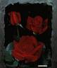 Rouge Meilland rose photo