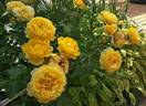 Inka rose photo