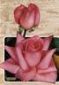 Carina rose photo