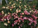 Jazz rose photo