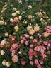 Jazz rose photo
