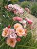 Jazz rose photo