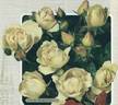 Nacre Bordurella rose photo