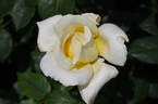 Caroline Victoria rose photo
