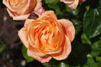 Cherry Brandy ® rose photo