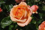 Cherry Brandy ® rose photo