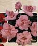 Nirvana ® rose photo