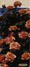 Looping ® rose photo