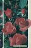 Anne de Bretagne ® rose photo
