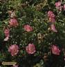 Max Graf rose photo