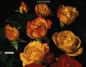 Banzai 83 rose photo