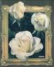 Alliance ® rose photo